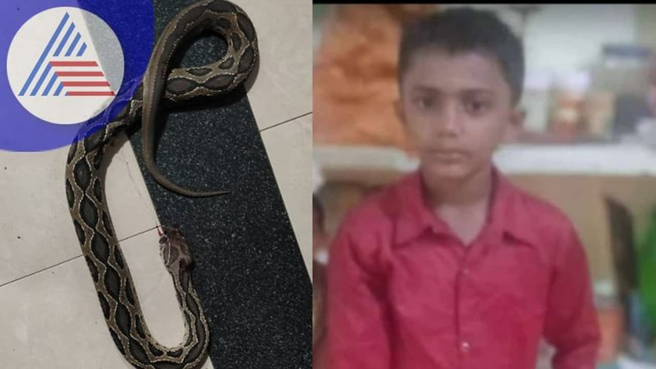 ಮನೆಯಲ್ಲಿ ಮಲಗಿದ್ದ ಬಾಲಕನನ್ನು ಕಚ್ಚಿಕೊಂದ ವಿಷಕಾರಿ ಕೊಳಕು ಮಂಡಲ ಹಾವು