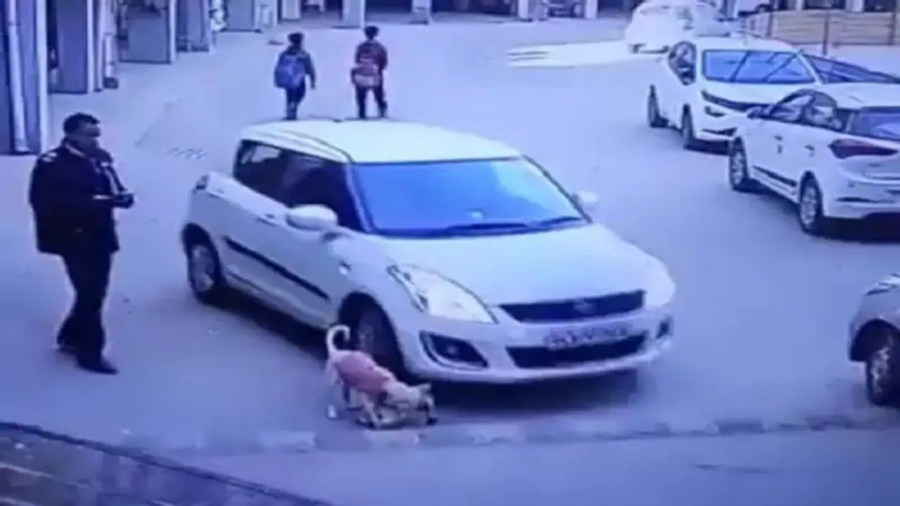चूहे के बाद कुत्ते का कराया गया पोस्टमार्टम, कार से कुचलकर हुई थी मौत, दिल दहलाने वाला वीडियो आया था सामने चूहे के बाद कुत्ते का कराया गया पोस्टमार्टम, कार से कुचलकर हुई थी मौत, दिल दहलाने वाला वीडियो आया था सामने