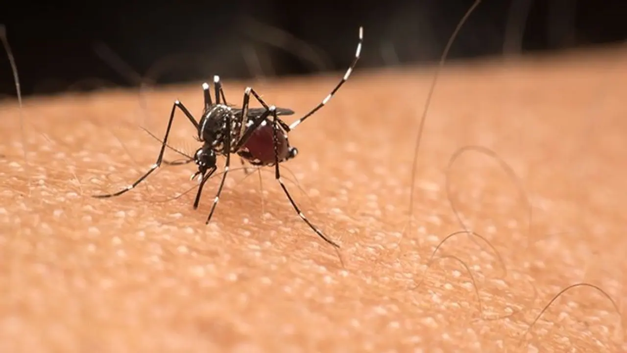 World Mosquito Day 2023 : കൊതുകുകൾ പരത്തുന്ന പ്രധാനപ്പെട്ട അഞ്ച് രോഗങ്ങളെ കുറിച്ചറിയാം 