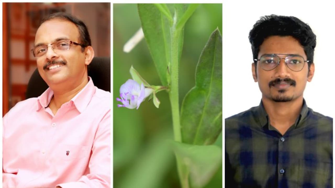 ഇടുക്കിയിൽ നിന്ന് പുതിയ സസ്യം, 'ഇടുക്കി'യെന്ന് പേരും നൽകി; നേട്ടവുമായി കാലിക്കറ്റ് സർവ്വകലാശാലയിലെ ഗവേഷകര് ഇടുക്കിയിൽ നിന്ന് പുതിയ സസ്യം, 'ഇടുക്കി'യെന്ന് പേരും നൽകി; നേട്ടവുമായി കാലിക്കറ്റ് സർവ്വകലാശാലയിലെ ഗവേഷകര്