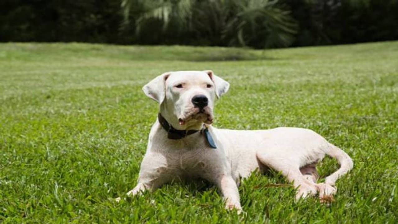 യുവാവിനെ തട്ടിക്കൊണ്ടുപോയി, മോചനദ്രവ്യമായി സംഘം ആവശ്യപ്പെട്ടത് വീട്ടിലെ നായയെ