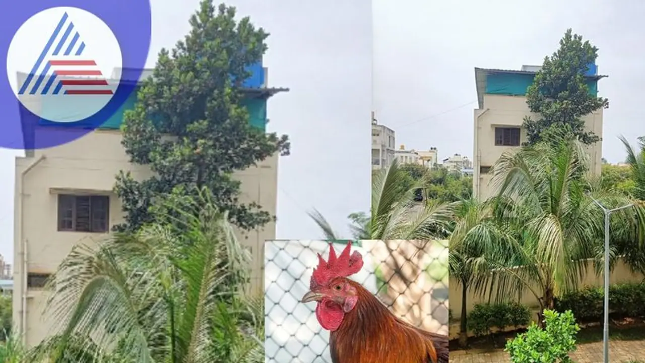 Bengaluru: ಕೋಳಿ ಕೂಗುತ್ತಿದೆ ನಿದ್ದೆ ಬರುತ್ತಿಲ್ಲ: ಪೊಲೀಸರಿಗೆ ವಿಚಿತ್ರ ದೂರು