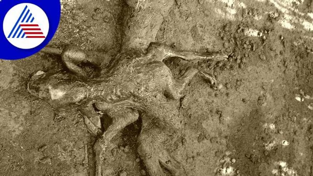 Chikkamagaluru: ವಿಚಿತ್ರ ಕರು ಜನನ, ನೋಡಲು ಮುಗಿಬಿದ್ದ ಜನ..!