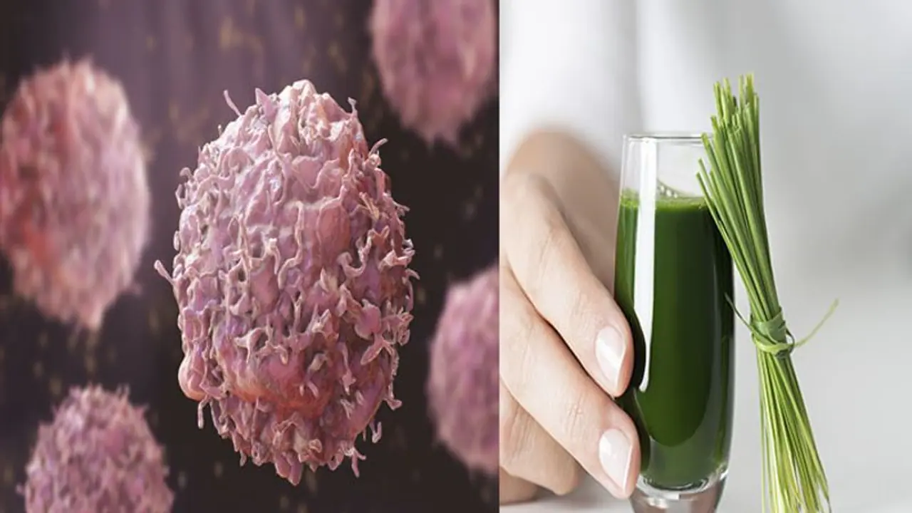 इस घास के जूस से कैंसर पर पाया जा सकता है काबू, स्टडी में दावा 3 दिन में दिखाता है असर इस घास के जूस से कैंसर पर पाया जा सकता है काबू, स्टडी में दावा 3 दिन में दिखाता है असर