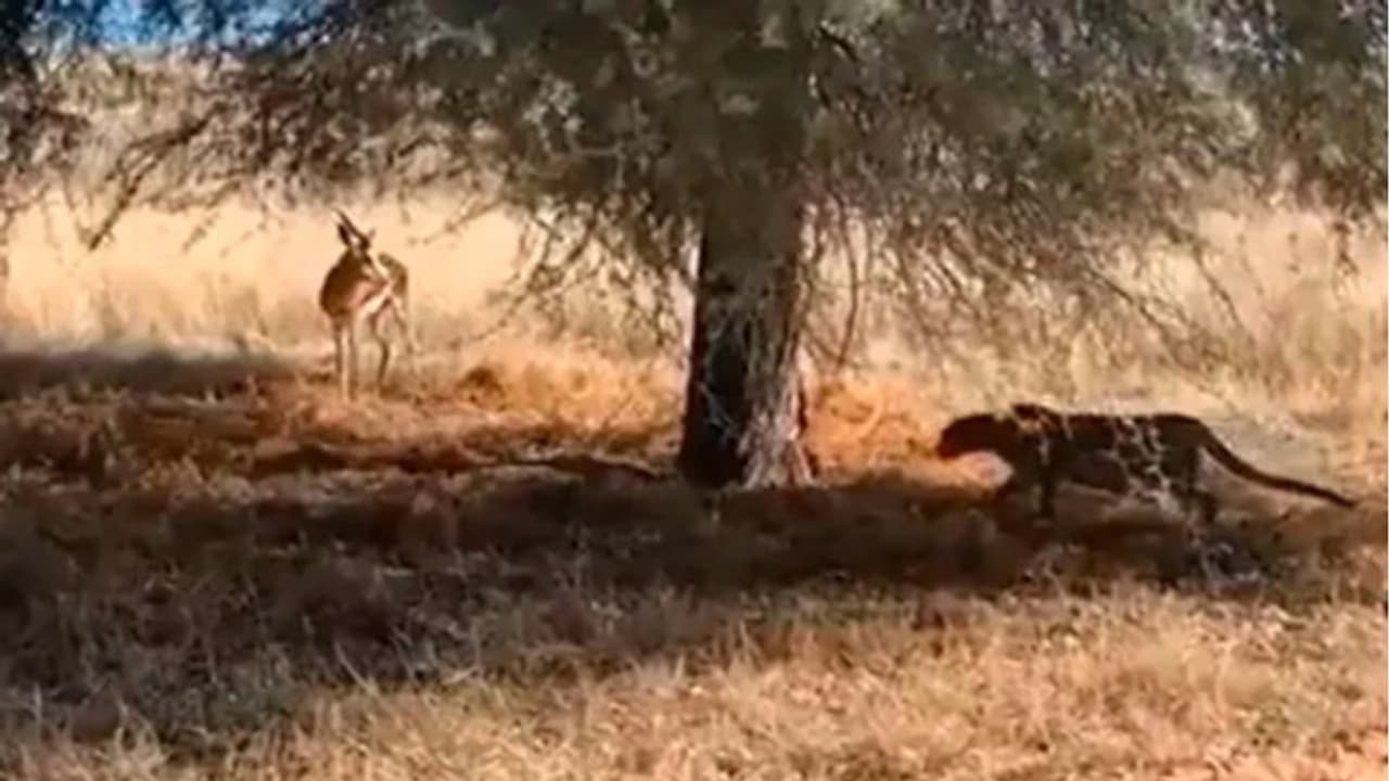 ഇരയെ പിടിക്കാനായി മറഞ്ഞിരിക്കുന്ന പുളളിപ്പുലി; വൈറലായി വീഡിയോ 