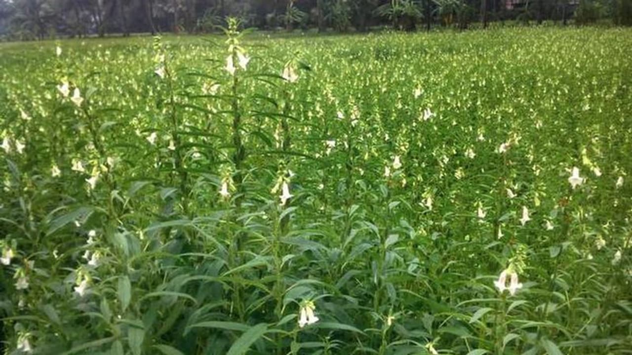 'എള്ള് വിതയ്ക്കാം, നേട്ടവും കൊയ്യാം', ഓണാട്ടുകര എള്ളിന്' ഇനി പ്രിയമേറും 'എള്ള് വിതയ്ക്കാം, നേട്ടവും കൊയ്യാം', ഓണാട്ടുകര എള്ളിന്' ഇനി പ്രിയമേറും