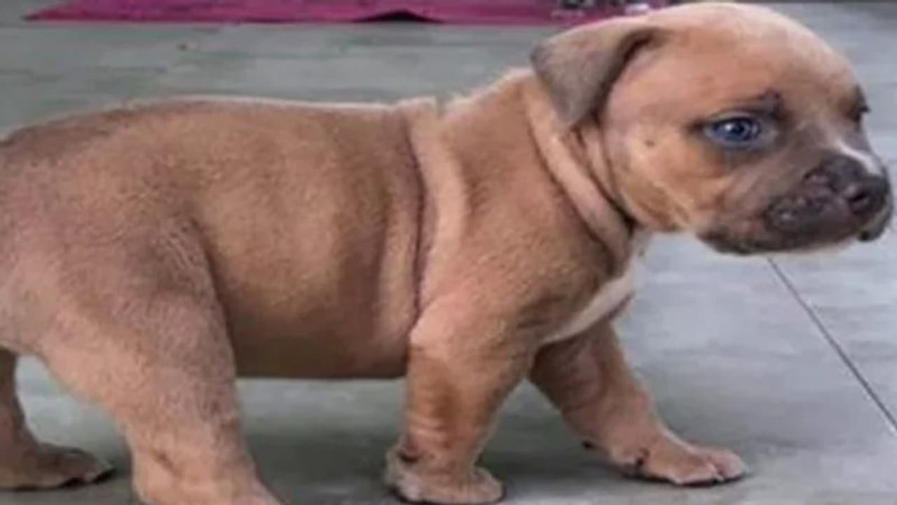 വീട് കവര്ച്ചയ്ക്കെത്തിയവര് വിലയേറിയ സാധനങ്ങള്ക്കൊപ്പം പട്ടിക്കുഞ്ഞിനെയും കൊണ്ടുപോയി വീട് കവര്ച്ചയ്ക്കെത്തിയവര് വിലയേറിയ സാധനങ്ങള്ക്കൊപ്പം പട്ടിക്കുഞ്ഞിനെയും കൊണ്ടുപോയി