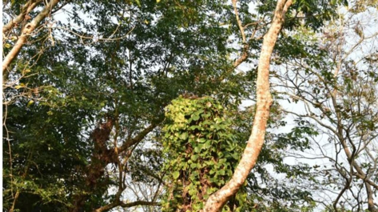 ഈ ചിത്രത്തിൽ മറഞ്ഞിരിക്കുന്ന വമ്പനെ കണ്ടെത്താമോ? ചിത്രം പങ്കുവച്ച് ഐഎഫ്എസ് ഉദ്യോഗസ്ഥൻ