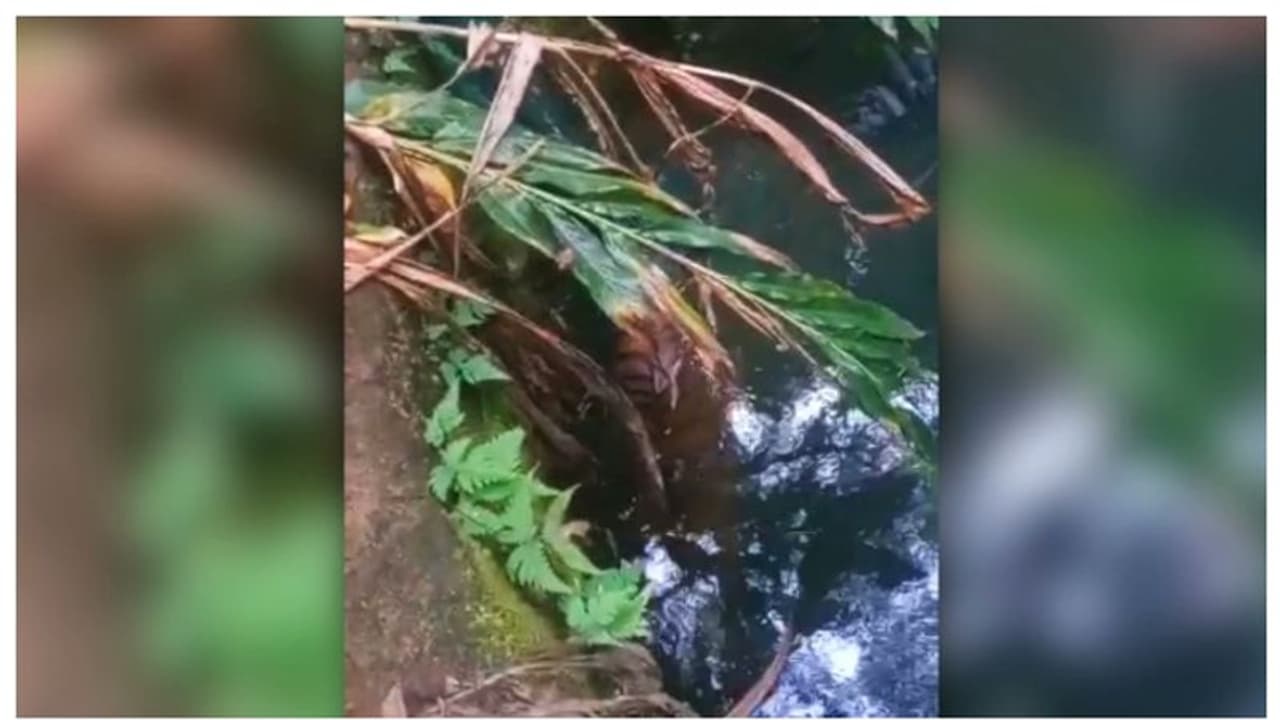 കട്ടപ്പനയില്‍ ഏലത്തോട്ടത്തിലെ കുളത്തില്‍ പുലി ചത്തനിലയില്‍