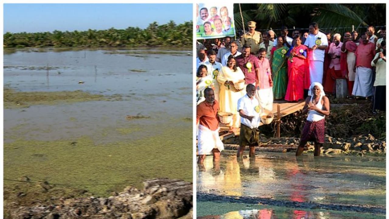 ഭൂമാഫിയയിൽ നിന്ന് ഭൂമി തിരിച്ചുപിടിച്ച് കൃഷി ഇറക്കി വെച്ചൂർ പഞ്ചായത്ത്,25ഏക്കറിലെ കൃഷി 26വർഷത്തിന് ശേഷം