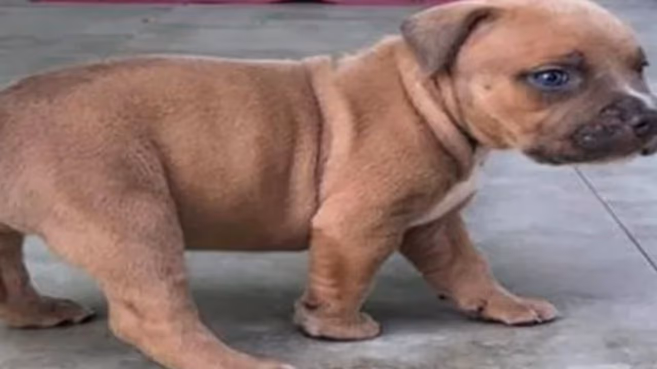 ಮನೆ ದೋಚುವ ಜೊತೆ ನಾಯಿಮರಿಯನ್ನು ಹೊತ್ತೊಯ್ದ ಕಳ್ಳರು