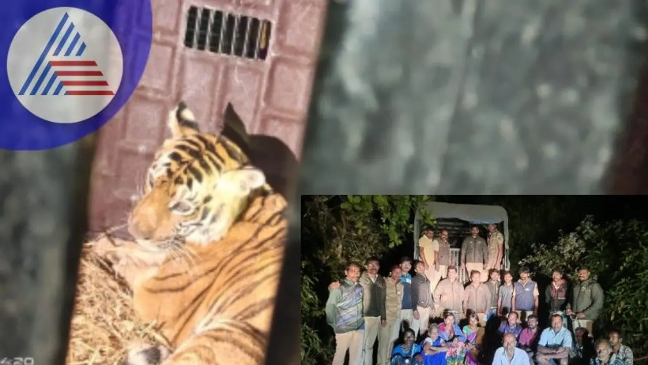 ಜೊಯಿಡಾ : ಆತಂಕ ಸೃಷ್ಟಿಸಿದ್ದ ಹುಲಿ ಕೊನೆಗೂ ಬೋನಿಗೆ ಸೆರೆ ಜೊಯಿಡಾ : ಆತಂಕ ಸೃಷ್ಟಿಸಿದ್ದ ಹುಲಿ ಕೊನೆಗೂ ಬೋನಿಗೆ ಸೆರೆ