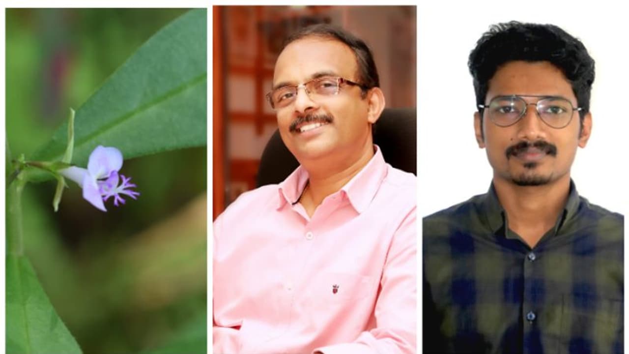 പോളിഗാല ഇടുക്കിയാന; ഇടുക്കിയുടെ പേരില്‍ സസ്യവുമായി കാലിക്കറ്റ് സർവ്വകലാശാലയിലെ ഗവേഷകര്‍