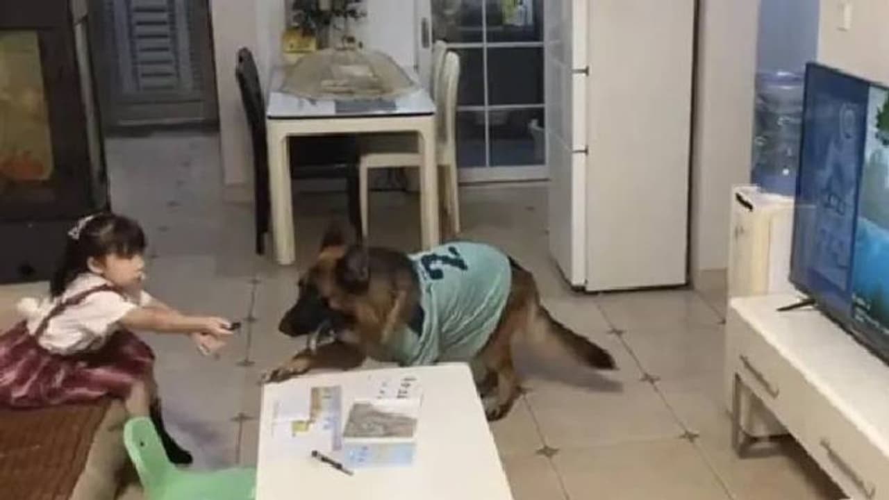 അച്ഛൻ വരുന്നു, ടിവി ഓഫാക്കി പഠിച്ചോ! ടിവി കണ്ടുകൊണ്ടിരുന്ന പെൺകുട്ടിക്ക് സൂചന നൽകുന്ന വളർത്തുനായ അച്ഛൻ വരുന്നു, ടിവി ഓഫാക്കി പഠിച്ചോ! ടിവി കണ്ടുകൊണ്ടിരുന്ന പെൺകുട്ടിക്ക് സൂചന നൽകുന്ന വളർത്തുനായ