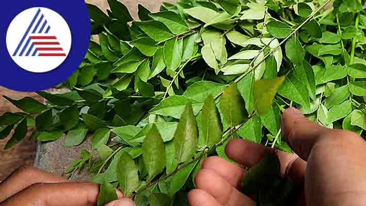 ಅಡುಗೇಲಿ ಕರಿ ಬೇವು ಬಂದ್ರೆ ಎತ್ತಿಡುತ್ತೀರಾ? ತಿಂದ್ರೆ ಆರೋಗ್ಯಕ್ಕೆಷ್ಟು ಒಳ್ಳೇದು ನೋಡಿ