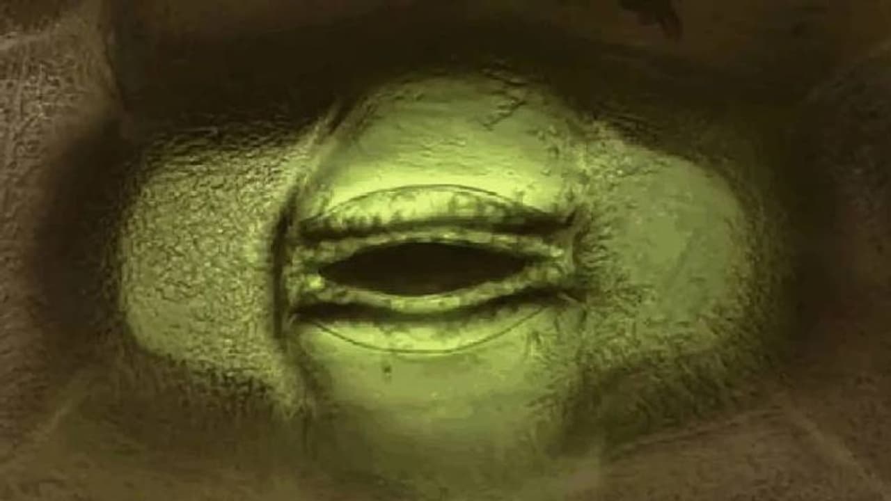 ചെടികൾ 'ശ്വസിക്കുന്നത്' കണ്ടിട്ടുണ്ടോ? വൈറലായി വീഡിയോ