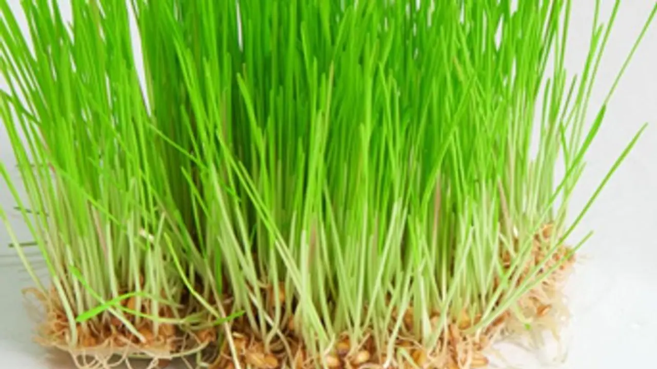 புற்றுநோயை கட்டுப்படுத்தும் அரிய வகை புல் ஆய்வில் நடந்த அதிசியம்..!!