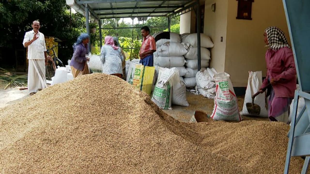 കടമെടുത്ത് രണ്ടാം വിളയിറക്കി; നെല്ലിന്റെ വില വിതരണം വൈകുന്നു, കര്ഷകര് ദുരിതത്തില് കടമെടുത്ത് രണ്ടാം വിളയിറക്കി; നെല്ലിന്റെ വില വിതരണം വൈകുന്നു, കര്ഷകര് ദുരിതത്തില്
