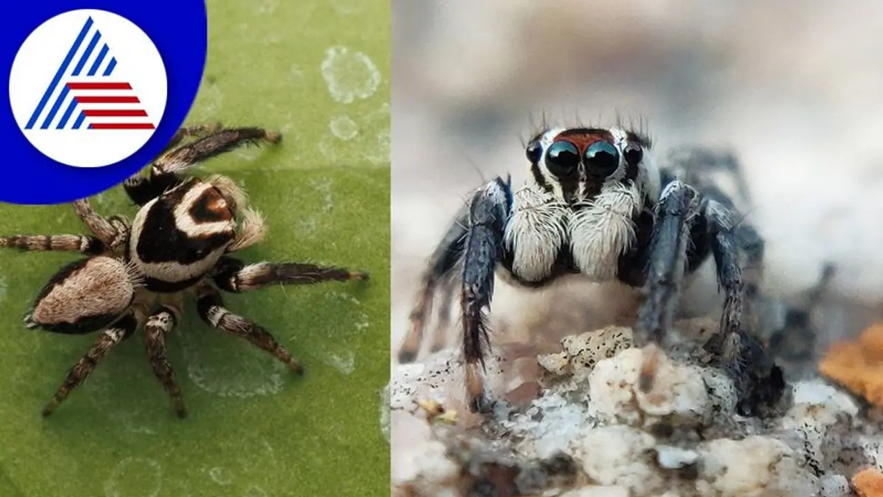 ನಂದಿ ಬೆಟ್ಟದ ತಪ್ಪಲಿನಿಂದ ಹೊಸ ಜೇಡ ಪ್ರಭೇದ ಪತ್ತೆ