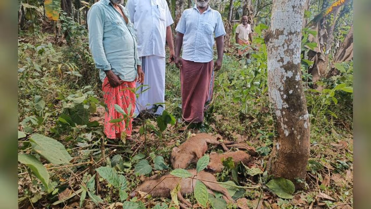 പാലക്കാട് 21 കാട്ടുപന്നികളെ വെടിവെച്ച് കൊന്നു,നടപടി സ്ഥിരമായി കൃഷി നശിപ്പിക്കുന്ന സാഹചര്യത്തിൽ പാലക്കാട് 21 കാട്ടുപന്നികളെ വെടിവെച്ച് കൊന്നു,നടപടി സ്ഥിരമായി കൃഷി നശിപ്പിക്കുന്ന സാഹചര്യത്തിൽ