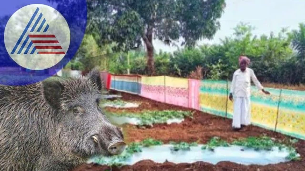  ಹಂದಿ ಉಪಟಳ ಕಡಿವಾಣಕ್ಕೆ ಹಳೆ ಸೀರೇಗಳೇ ಮದ್ದು!