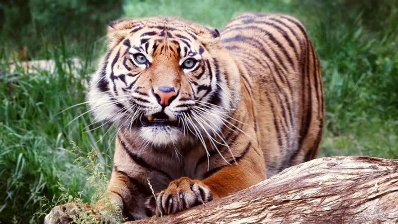 వ్యక్తిని అడవిలోకి ఈడ్చుకెళ్లి.. సగం తిని వదిలేసిన పులి.. అది చూసిన స్నేహితులు పరుగులు.. 