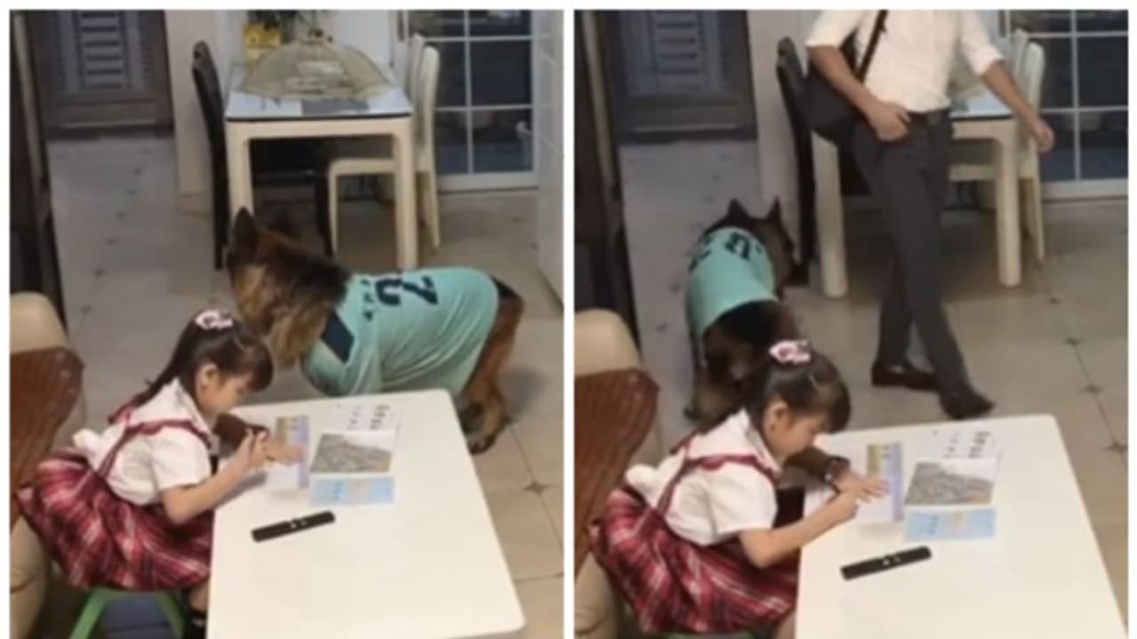 'അച്ഛൻ വരുന്നുണ്ട്, ടിവി ഓഫാക്കി വേഗം പഠിച്ചോ!' കുരുന്നിന് മുന്നറിയിപ്പ് നൽകുന്ന നായ്ക്കുട്ടി; വൈറലായി വീഡിയോ 'അച്ഛൻ വരുന്നുണ്ട്, ടിവി ഓഫാക്കി വേഗം പഠിച്ചോ!' കുരുന്നിന് മുന്നറിയിപ്പ് നൽകുന്ന നായ്ക്കുട്ടി; വൈറലായി വീഡിയോ