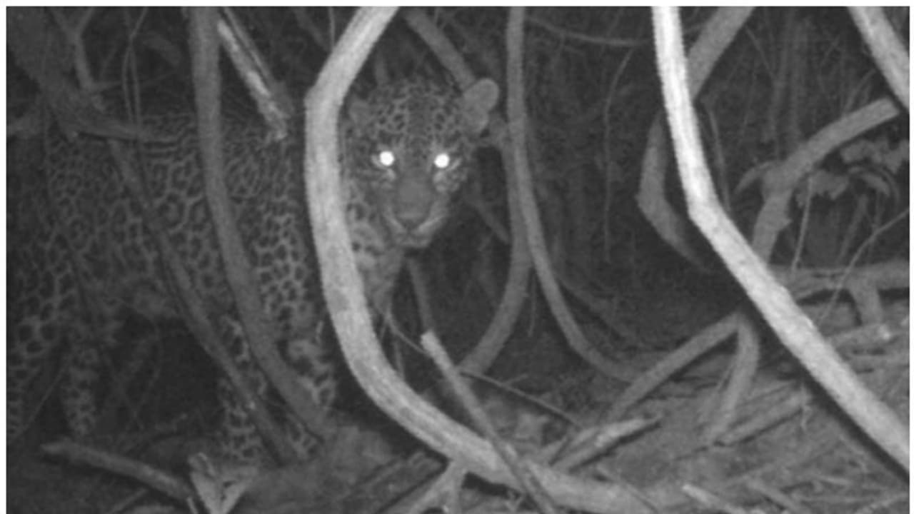 കണ്ണൂരിൽ കണ്ടത് പുലിയെ തന്നെ, ദൃശ്യങ്ങൾ ക്യാമറയിൽ പതിഞ്ഞു; പുലിയെ കണ്ടെത്താൻ തിരച്ചിൽ, ജാഗ്രത നിർദ്ദേശം കണ്ണൂരിൽ കണ്ടത് പുലിയെ തന്നെ, ദൃശ്യങ്ങൾ ക്യാമറയിൽ പതിഞ്ഞു; പുലിയെ കണ്ടെത്താൻ തിരച്ചിൽ, ജാഗ്രത നിർദ്ദേശം