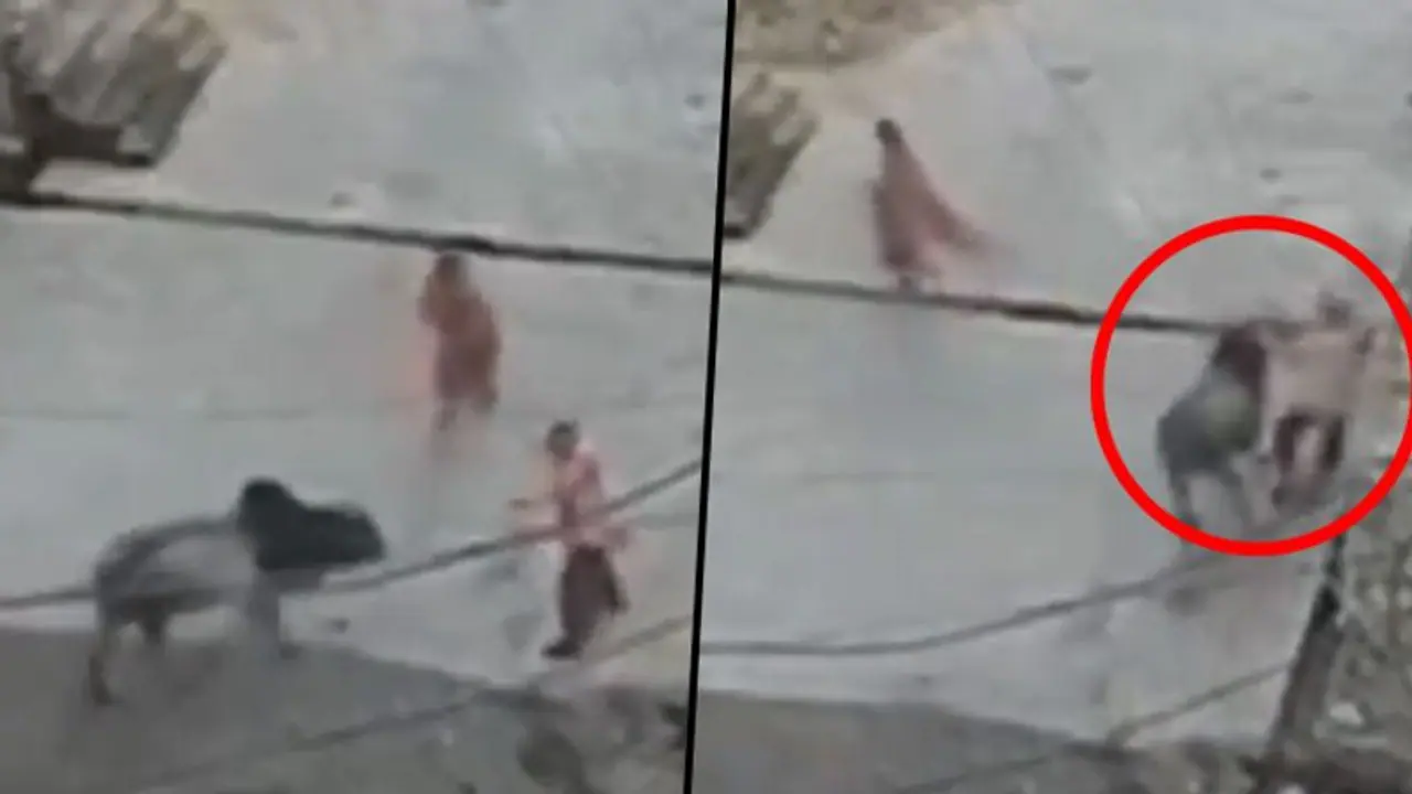 Watch: Elderly man attacked by bull in Rajasthan's Kota; dies 