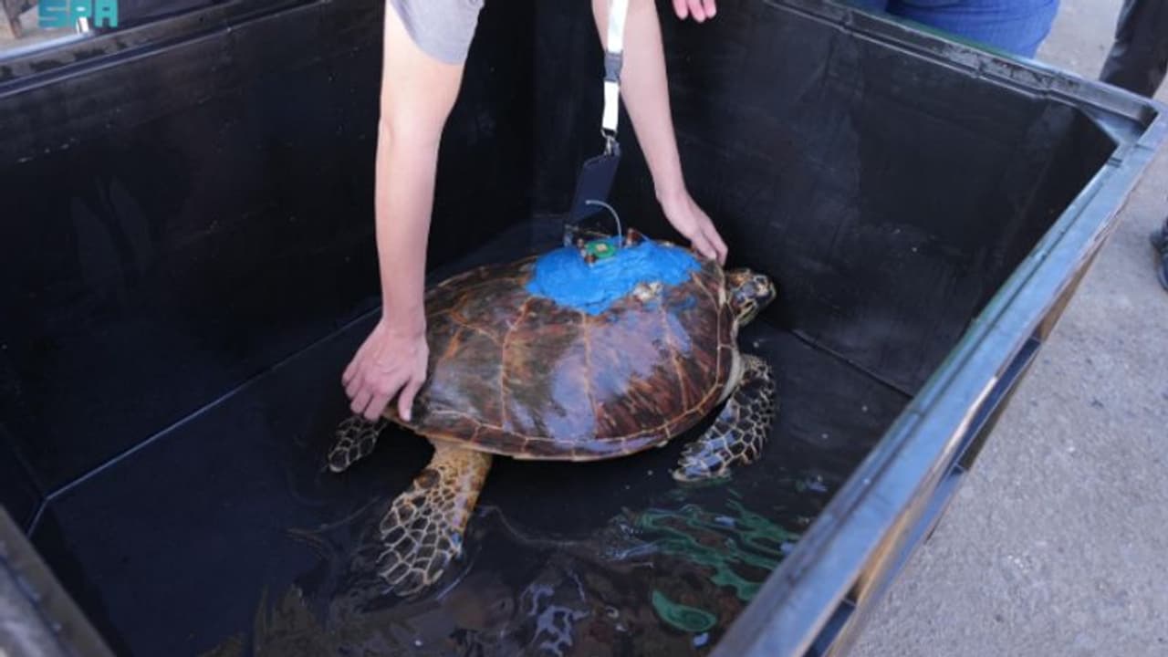സൗദി അറേബ്യയില് ഒരു മാസം മുമ്പ് കണ്ടെത്തിയ വംശനാശ ഭീഷണി നേരിടുന്ന കടലാമയെ ചെങ്കടലിൽ വിട്ടു സൗദി അറേബ്യയില് ഒരു മാസം മുമ്പ് കണ്ടെത്തിയ വംശനാശ ഭീഷണി നേരിടുന്ന കടലാമയെ ചെങ്കടലിൽ വിട്ടു