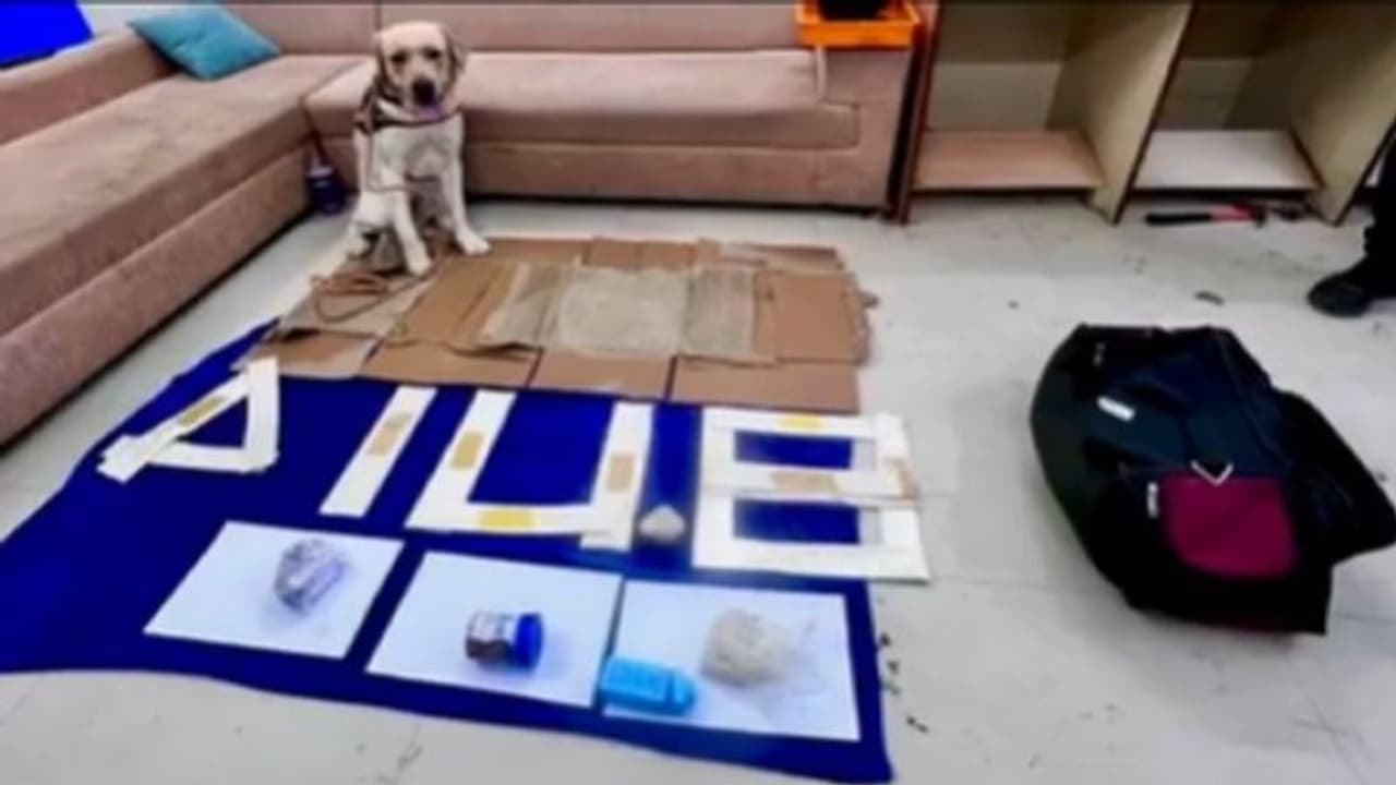 ഉഗാണ്ടയിൽ നിന്ന് അഞ്ചരക്കോടിയുടെ മയക്കുമരുന്നുമായി എത്തിയ യുവതിയെ സ്നിഫര്‍ ഡോഗ് പിടികൂടി