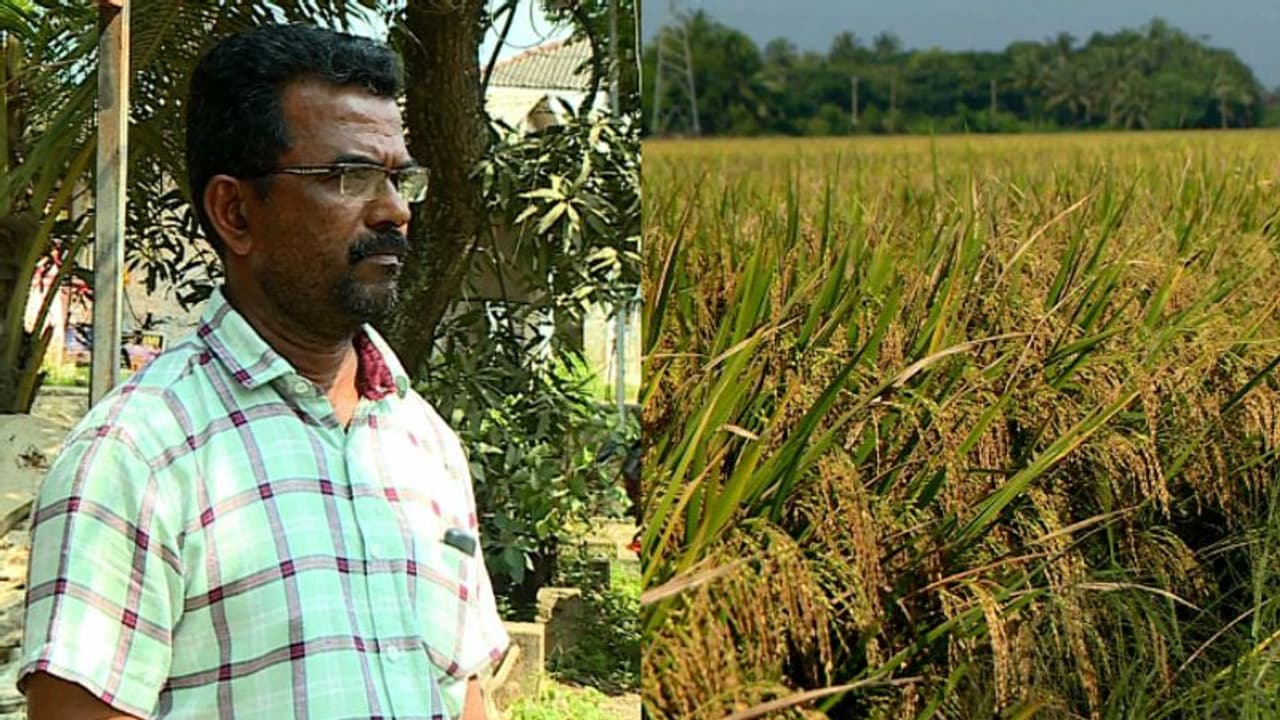 കര്ഷകര്ക്ക് പണം കൊടുക്കാതെ സര്ക്കാര്; ആലപ്പുഴ ജില്ലയില് നല്കാനുള്ളത് ഏകദേശം 50 കോടി രൂപ കര്ഷകര്ക്ക് പണം കൊടുക്കാതെ സര്ക്കാര്; ആലപ്പുഴ ജില്ലയില് നല്കാനുള്ളത് ഏകദേശം 50 കോടി രൂപ