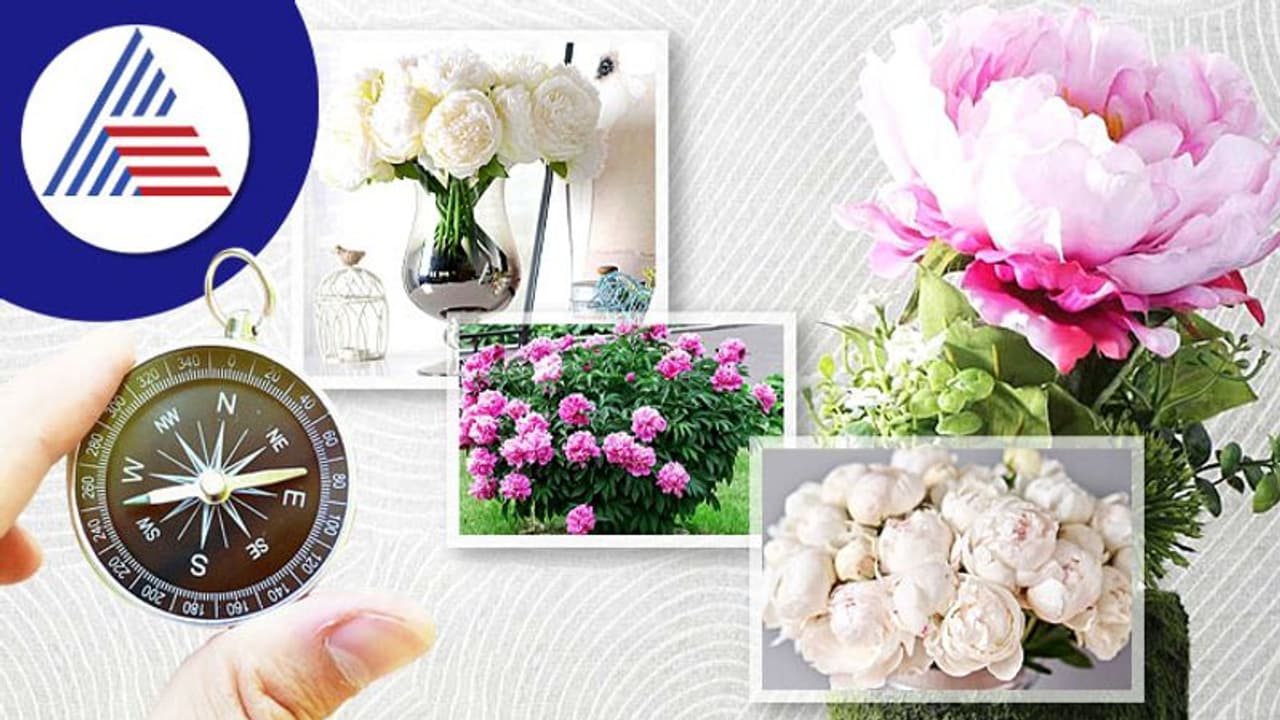 Vastu Tips: ಈ ಸಸ್ಯ ಮನೆಗೆ ತಂದ್ರೆ ವರ್ಷಗಳಿಂದ ಆಗದ ಮದುವೆ ಕೂಡಾ ಸೆಟಲ್ ಆಗುತ್ತೆ! Vastu Tips: ಈ ಸಸ್ಯ ಮನೆಗೆ ತಂದ್ರೆ ವರ್ಷಗಳಿಂದ ಆಗದ ಮದುವೆ ಕೂಡಾ ಸೆಟಲ್ ಆಗುತ್ತೆ!