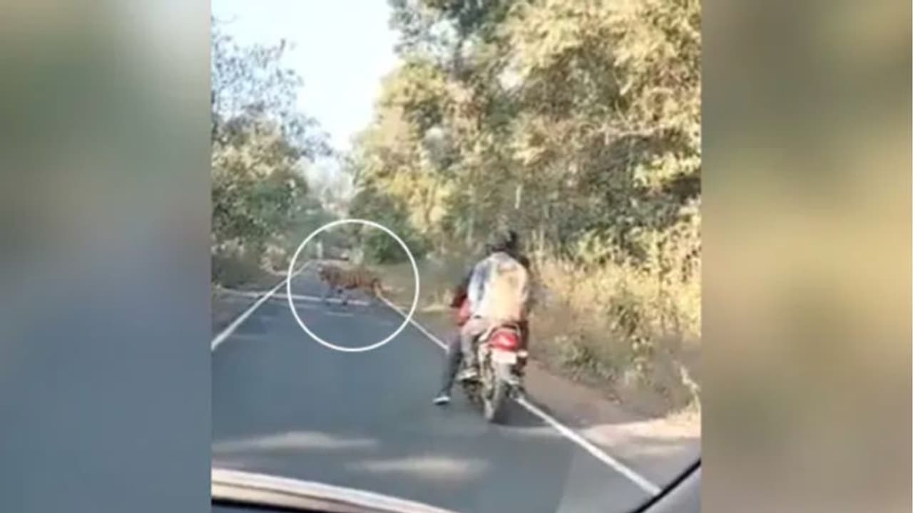 റോഡില് ബൈക്ക് യാത്രക്കാര്ക്ക് മുന്നില് 'ഭീകരനായ' കടുവ; പിന്നീട് സംഭവിച്ചത്... റോഡില് ബൈക്ക് യാത്രക്കാര്ക്ക് മുന്നില് 'ഭീകരനായ' കടുവ; പിന്നീട് സംഭവിച്ചത്...