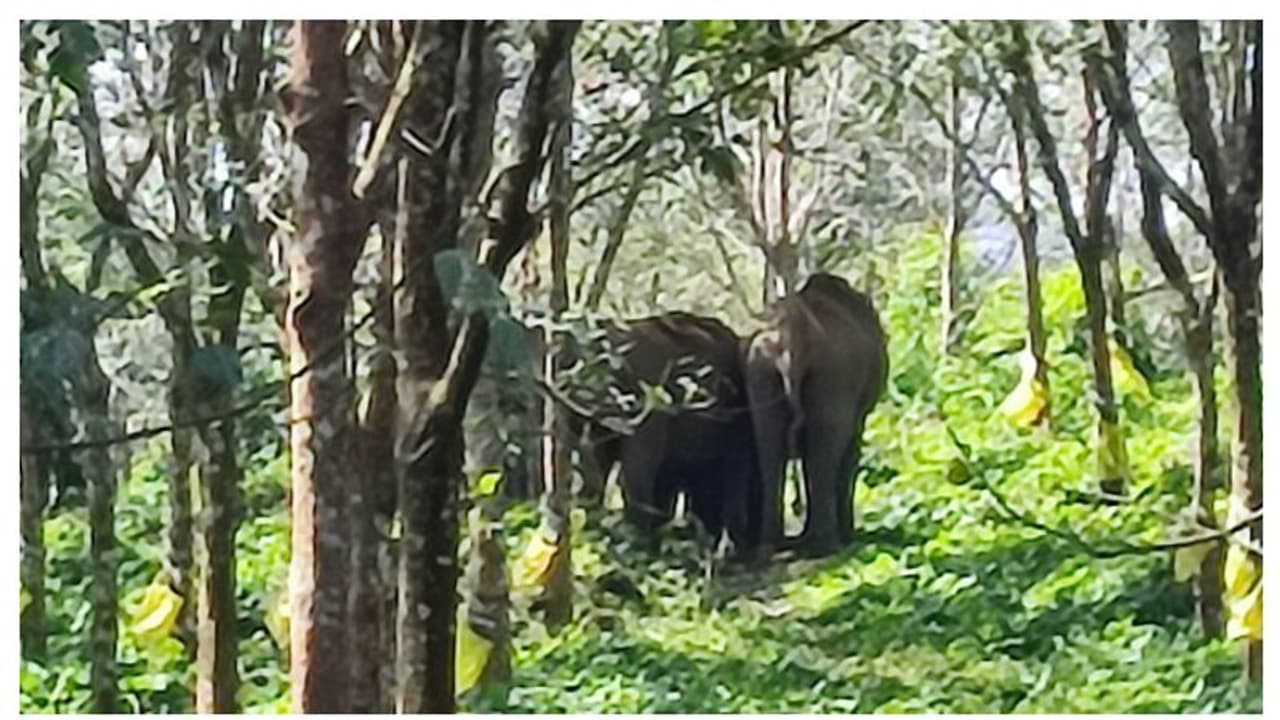 തൃശൂർ ചൊക്കനയിൽ റബര് തോട്ടത്തില് കാട്ടാന പ്രസവിച്ചു, കാവലൊരുക്കി ആനക്കൂട്ടം വീഡിയോ തൃശൂർ ചൊക്കനയിൽ റബര് തോട്ടത്തില് കാട്ടാന പ്രസവിച്ചു, കാവലൊരുക്കി ആനക്കൂട്ടം വീഡിയോ