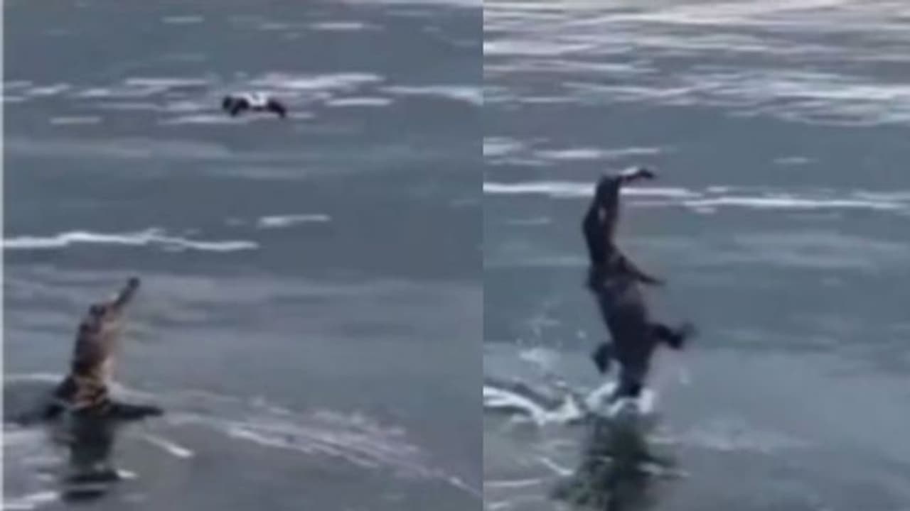 ഇരയെന്നു കരുതി ഡ്രോണിനെ വായിലാക്കി ചീങ്കണ്ണി; വീഡിയോ വൈറല് ഇരയെന്നു കരുതി ഡ്രോണിനെ വായിലാക്കി ചീങ്കണ്ണി; വീഡിയോ വൈറല്