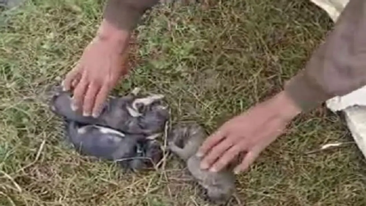 पड़ोसी से विवाद के बाद महिला ने 9 पिल्लों को तालाब में फेंका, शिकायत के बाद PM करवाने पर खुला हत्या का राज पड़ोसी से विवाद के बाद महिला ने 9 पिल्लों को तालाब में फेंका, शिकायत के बाद PM करवाने पर खुला हत्या का राज