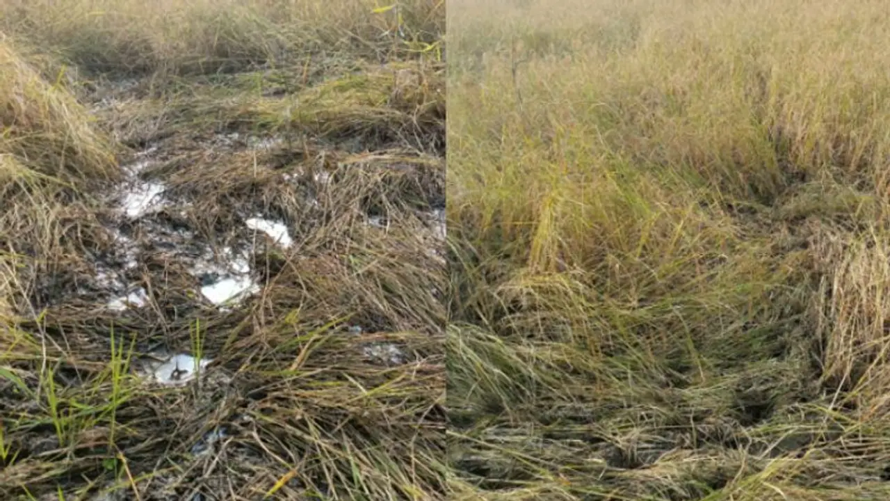 'ഇനിയെങ്ങനെ ബാങ്ക് വായ്പ തിരിച്ചടക്കും', വിതുമ്പലോടെ കര്ഷകര്; വയനാട്ടിലെ വയലുകള് കൈയ്യടക്കി കാട്ടുമൃഗങ്ങള് 'ഇനിയെങ്ങനെ ബാങ്ക് വായ്പ തിരിച്ചടക്കും', വിതുമ്പലോടെ കര്ഷകര്; വയനാട്ടിലെ വയലുകള് കൈയ്യടക്കി കാട്ടുമൃഗങ്ങള്