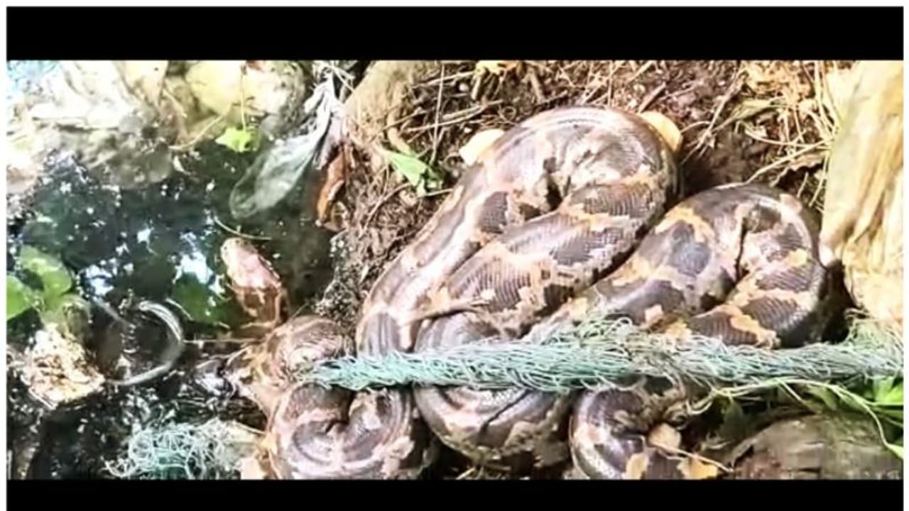 അരൂരിൽ വലയിൽ കുടുങ്ങി മലമ്പാമ്പ്; കണ്ടെത്തിയത് തോട്ടിൻ കരയിൽ അരൂരിൽ വലയിൽ കുടുങ്ങി മലമ്പാമ്പ്; കണ്ടെത്തിയത് തോട്ടിൻ കരയിൽ