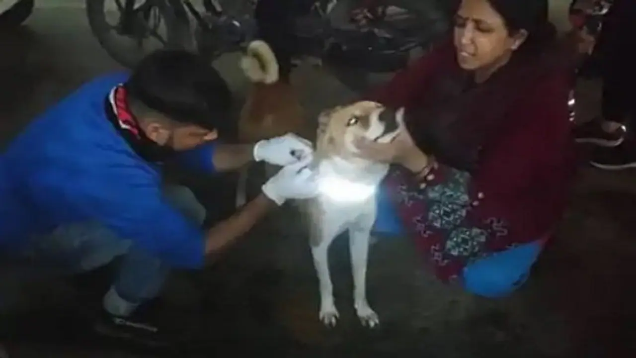 वाराणसी: युवाओं ने आवारा पशुओं को बचाने के लिए निकाली अनोखी तरकीब, जानें कैसे रिफ्लेक्टिव कॉलर कर रहा है काम