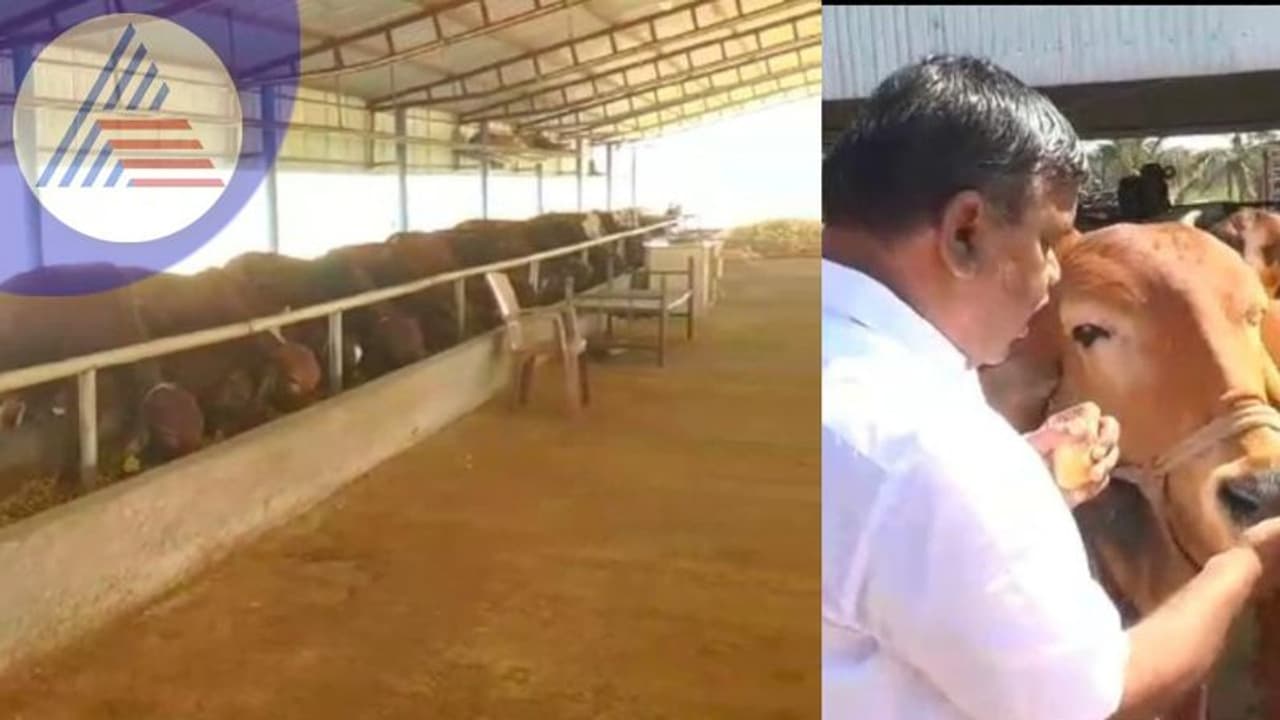 Chitradurga: ಗಿರ್, ಮಲೆನಾಡು ಗಿಡ್ಡ ತಳಿ ಹಸುಗಳಿಂದ ಲಕ್ಷಾಂತರ ಲಾಭ: ಸಗಣಿ ಗಂಜಲಕ್ಕೆ ಭಾರಿ ಬೆಲೆ Chitradurga: ಗಿರ್, ಮಲೆನಾಡು ಗಿಡ್ಡ ತಳಿ ಹಸುಗಳಿಂದ ಲಕ್ಷಾಂತರ ಲಾಭ: ಸಗಣಿ ಗಂಜಲಕ್ಕೆ ಭಾರಿ ಬೆಲೆ