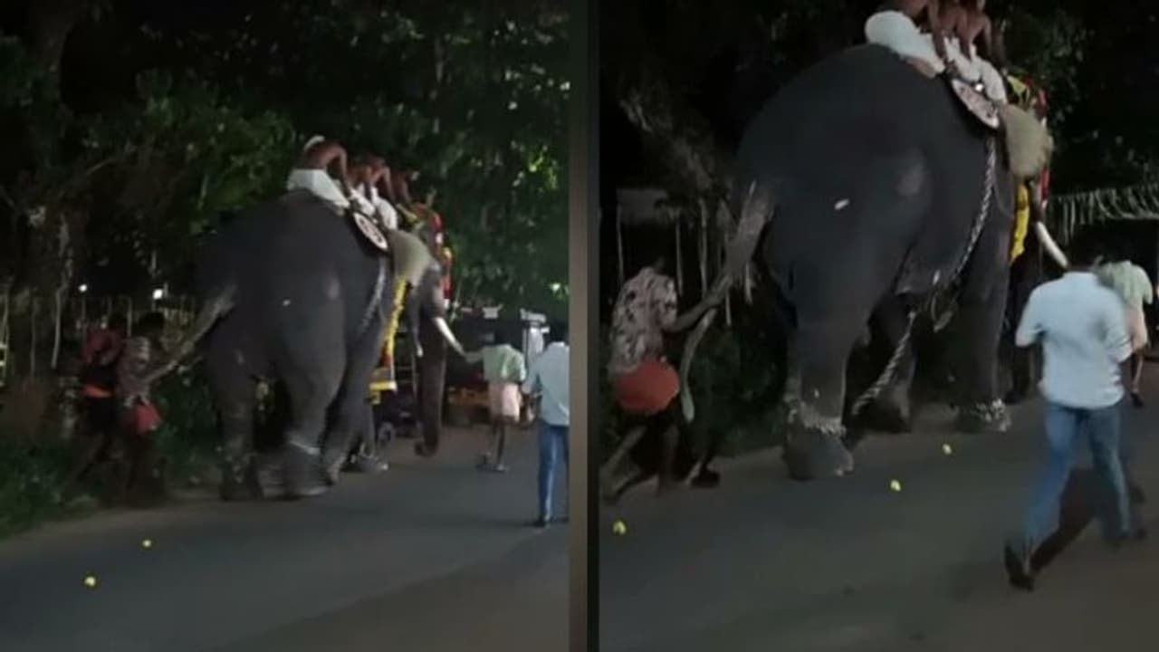 പാലക്കാട്ട് അയ്യപ്പൻ വിളക്കിനിടെ ആനയിടഞ്ഞു: അഞ്ച് പേര്ക്ക് പരിക്ക് പാലക്കാട്ട് അയ്യപ്പൻ വിളക്കിനിടെ ആനയിടഞ്ഞു: അഞ്ച് പേര്ക്ക് പരിക്ക്