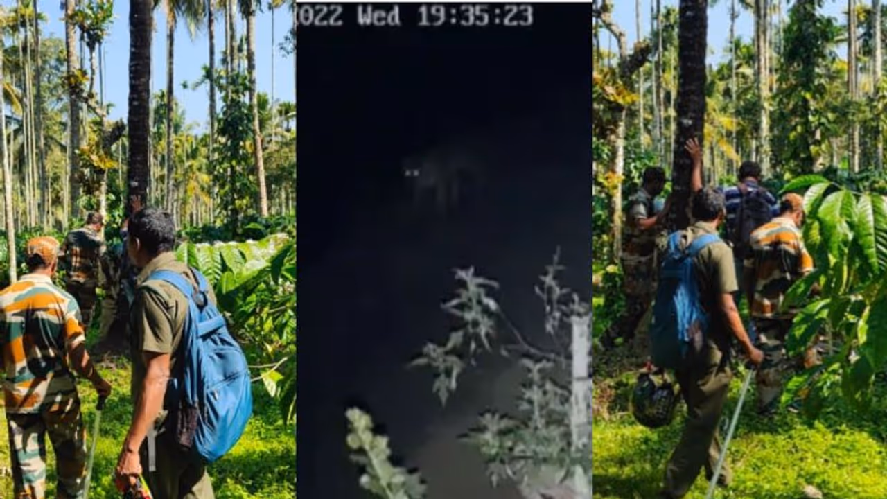 പുല്പ്പള്ളിയില് കരടി, അമ്പലവയലില് കടുവ; ഒന്നിലധികം കടുവയെന്ന് നാട്ടുകാര്, നട്ടംതിരിഞ്ഞ് വനംവകുപ്പ് പുല്പ്പള്ളിയില് കരടി, അമ്പലവയലില് കടുവ; ഒന്നിലധികം കടുവയെന്ന് നാട്ടുകാര്, നട്ടംതിരിഞ്ഞ് വനംവകുപ്പ്