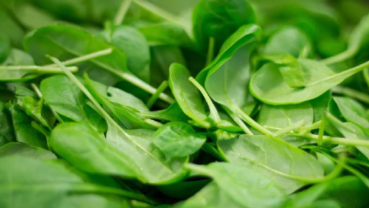 ചീരയ്ക്കൊപ്പം കഞ്ചാവും വളർന്നു, ആരുമറിഞ്ഞില്ല, കഴിച്ച പലരും അബോധാവസ്ഥയിൽ ചീരയ്ക്കൊപ്പം കഞ്ചാവും വളർന്നു, ആരുമറിഞ്ഞില്ല, കഴിച്ച പലരും അബോധാവസ്ഥയിൽ