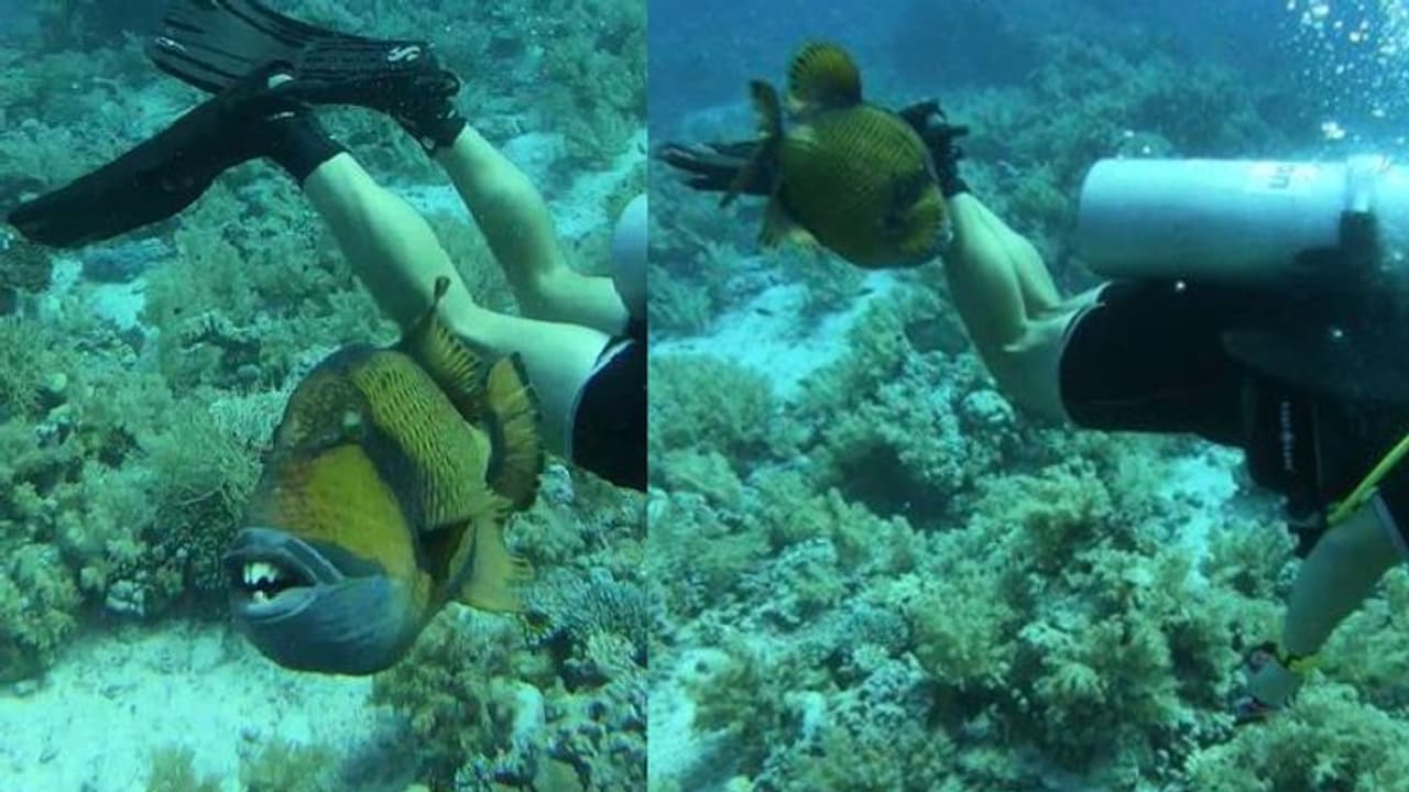 മനുഷ്യന്റേത് പോലുള്ള പല്ലുകൾ, ഡൈവിം​ഗിനിടെ യുവാവിന്റെ കാലിൽ 'കടിച്ച്' മത്സ്യം