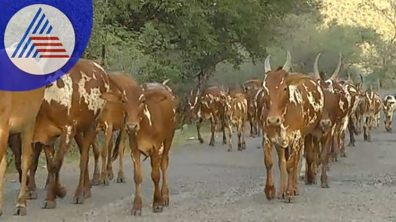 Chamarajanagara: ಅರಣ್ಯ ಇಲಾಖೆ ಫರ್ಮಾನು ನೋಡಿ ಕಂಗಾಲಾದ ಕಾಡಂಚಿನ ಜನ: ಜೀವನ ಮಾಡುವುದ್ಹೇಗೆ?