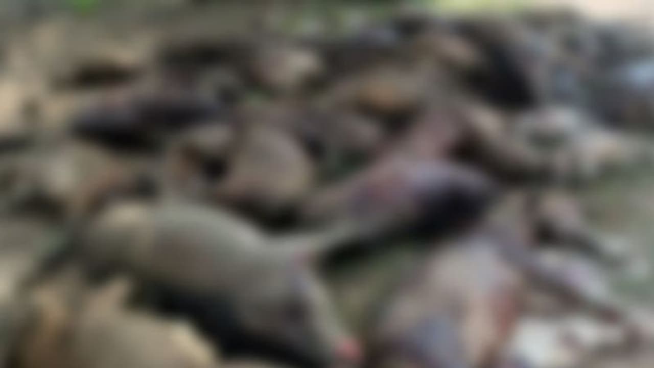 മനുഷ്യനും കൃഷിക്കും ഭീഷണി; ഒറ്റപ്പാലത്ത് 54 കാട്ടുപന്നികളെ വെടിവെച്ച് കൊന്നു മനുഷ്യനും കൃഷിക്കും ഭീഷണി; ഒറ്റപ്പാലത്ത് 54 കാട്ടുപന്നികളെ വെടിവെച്ച് കൊന്നു