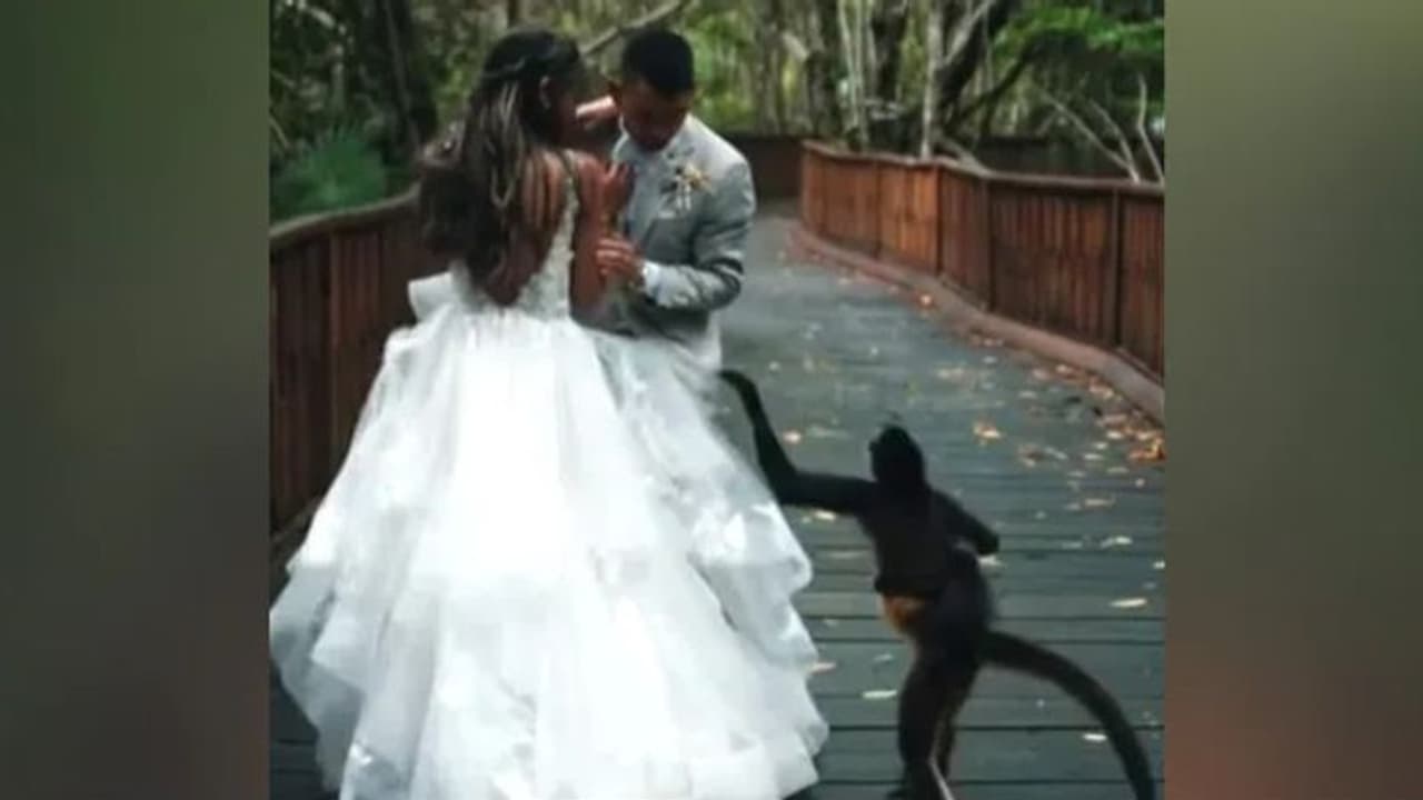 വിവാഹ ഫോട്ടോഷൂട്ടിനിടെ അപ്രതീക്ഷിത സംഭവം; വീഡിയോ...