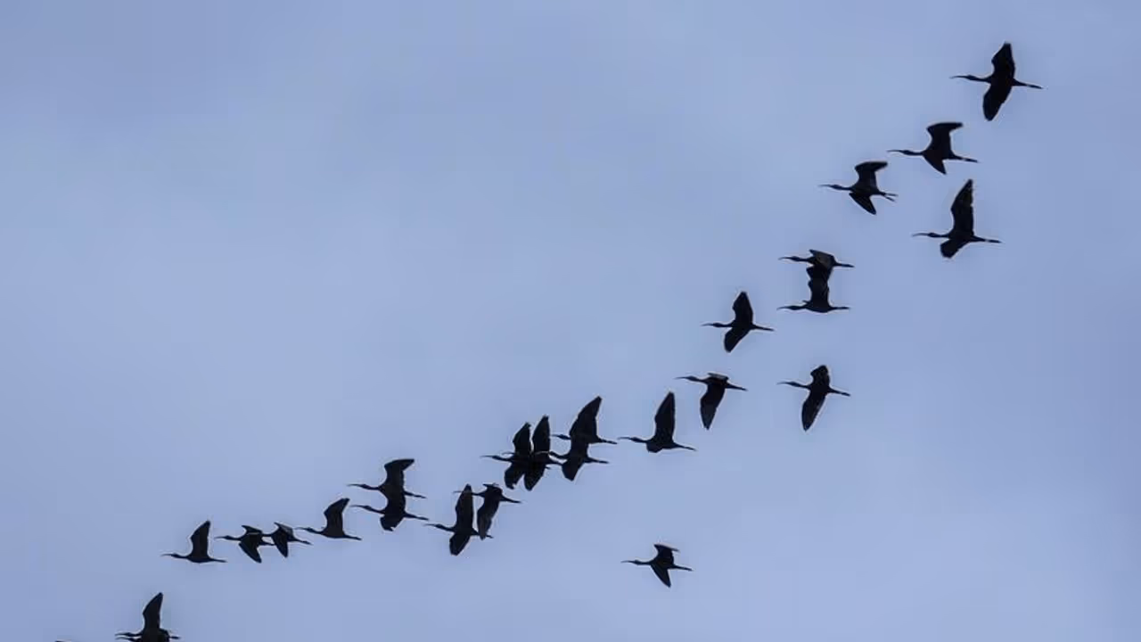 பறவைகள் தற்கொலை செய்யும் இந்தியாவின் மர்ம கிராமம்.. மிகப்பெரிய பேரழிவு ஏற்படுமா? பறவைகள் தற்கொலை செய்யும் இந்தியாவின் மர்ம கிராமம்.. மிகப்பெரிய பேரழிவு ஏற்படுமா?