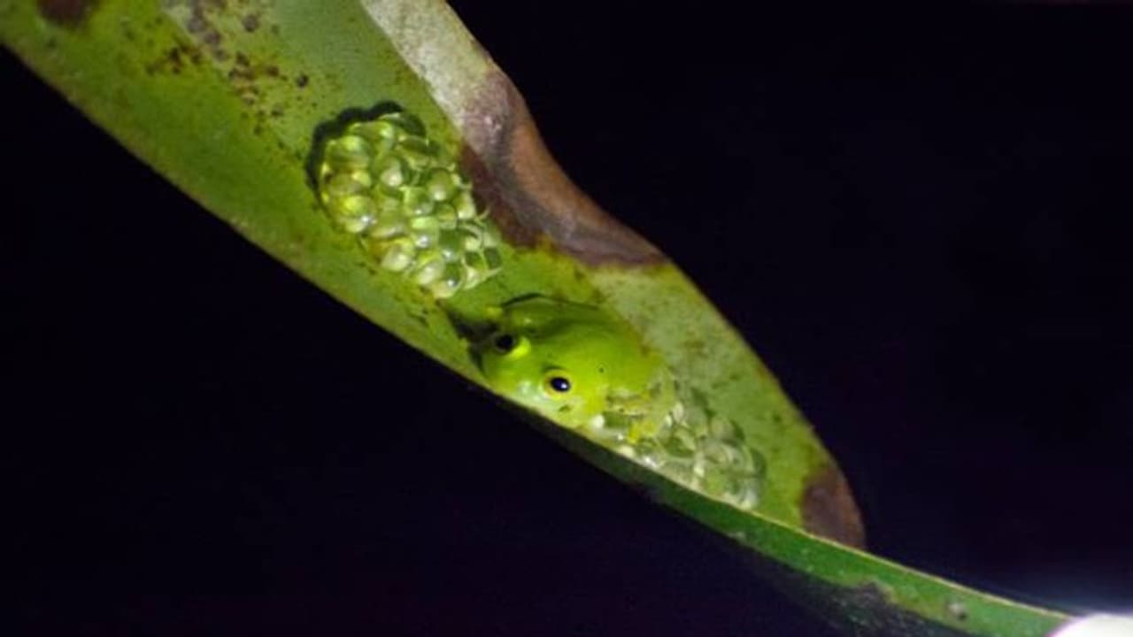 ഗ്ലാസ് പോലെ സുതാര്യമായ തവളകളെ കണ്ടിട്ടുണ്ടോ? രൂപമാറ്റത്തിന് കാരണം ഇത്